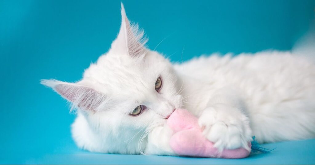 White maine coon kitten playing with toy