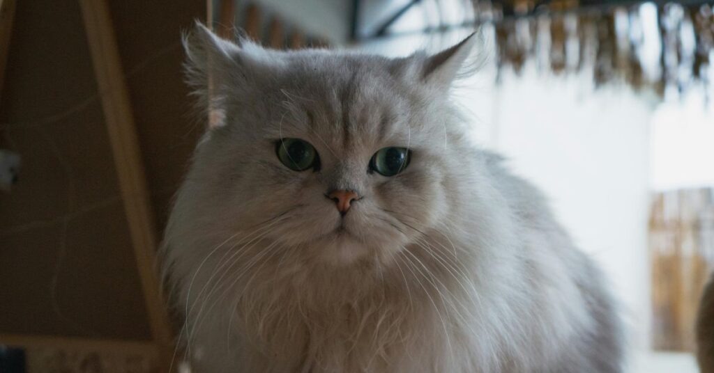 persian chinchilla golden