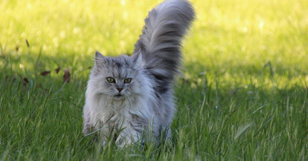 silver chinchilla persian cat