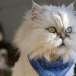 silver chinchilla persian cat wearing a blue bandana