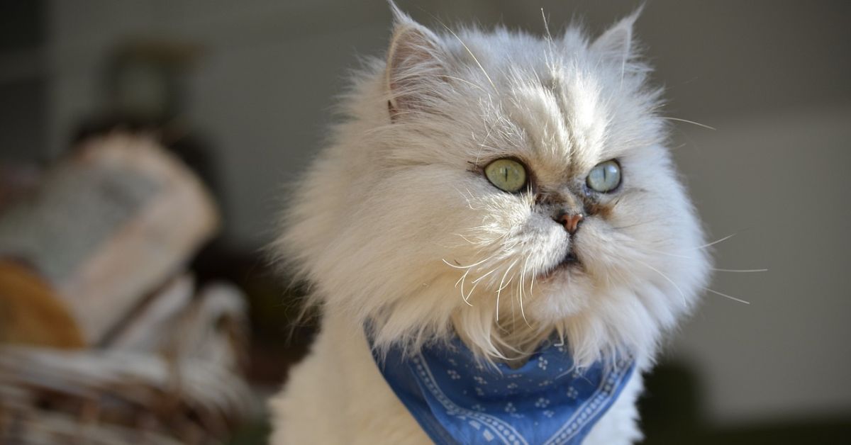 silver chinchilla persian cat wearing a blue bandana