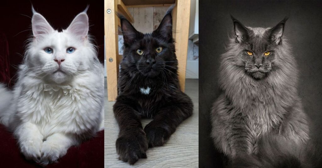 Solid Color Maine Coons