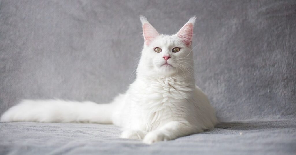 White Maine coon cat