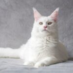 White Maine coon cat