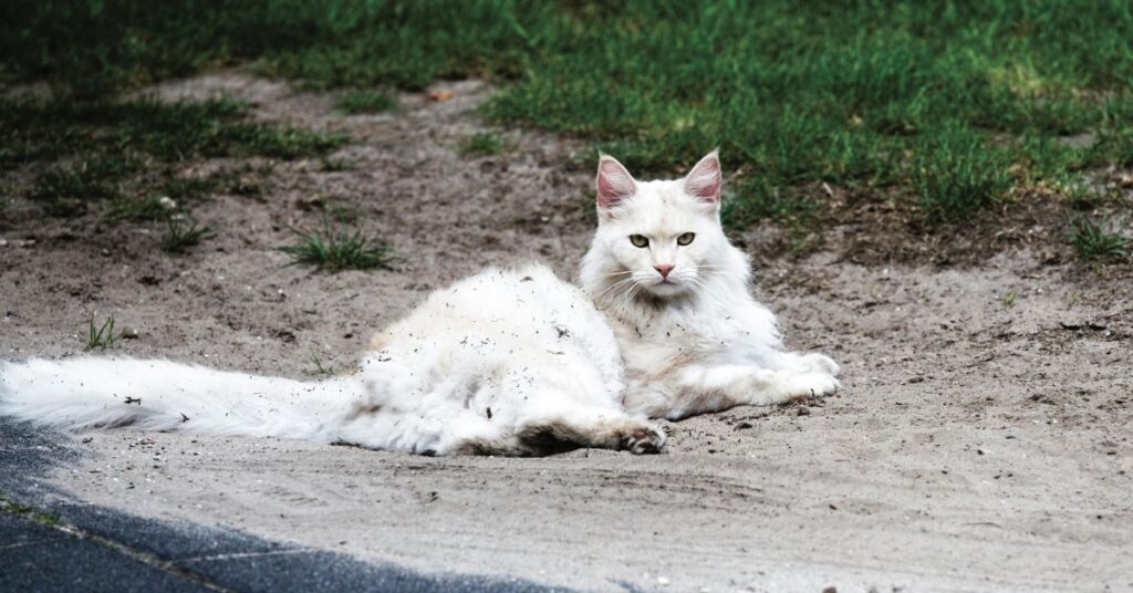 White maine coon cat on road side