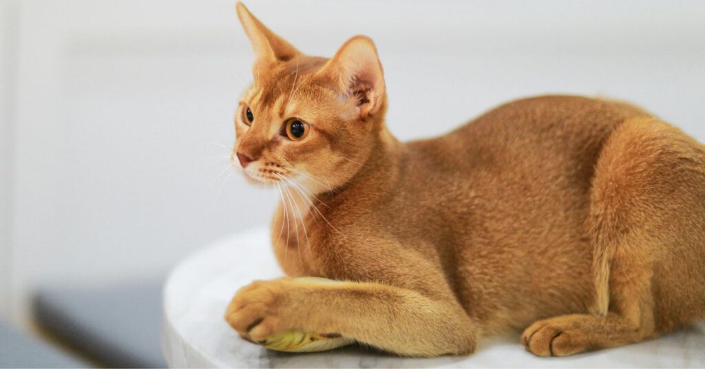 Abyssinian cat