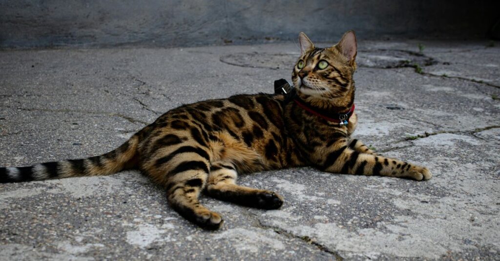 bengal cat sitting on floor