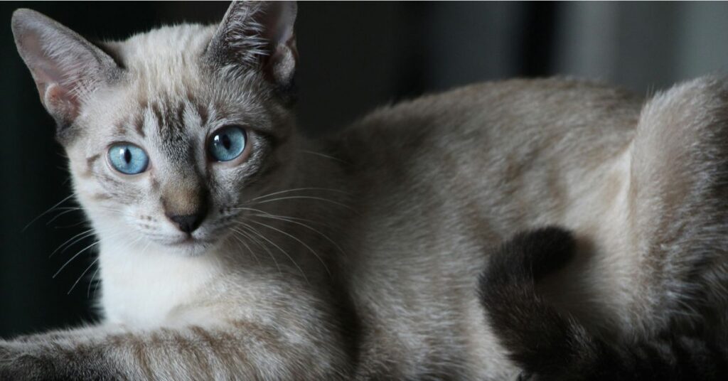 Siamese blue point cat