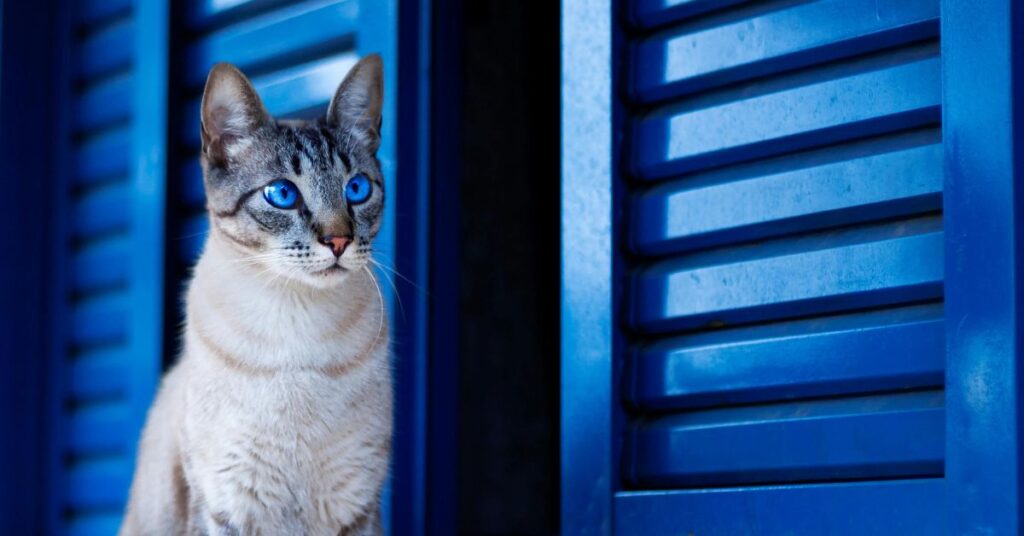 siamese cat with blue background