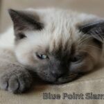 blue point siamese cat