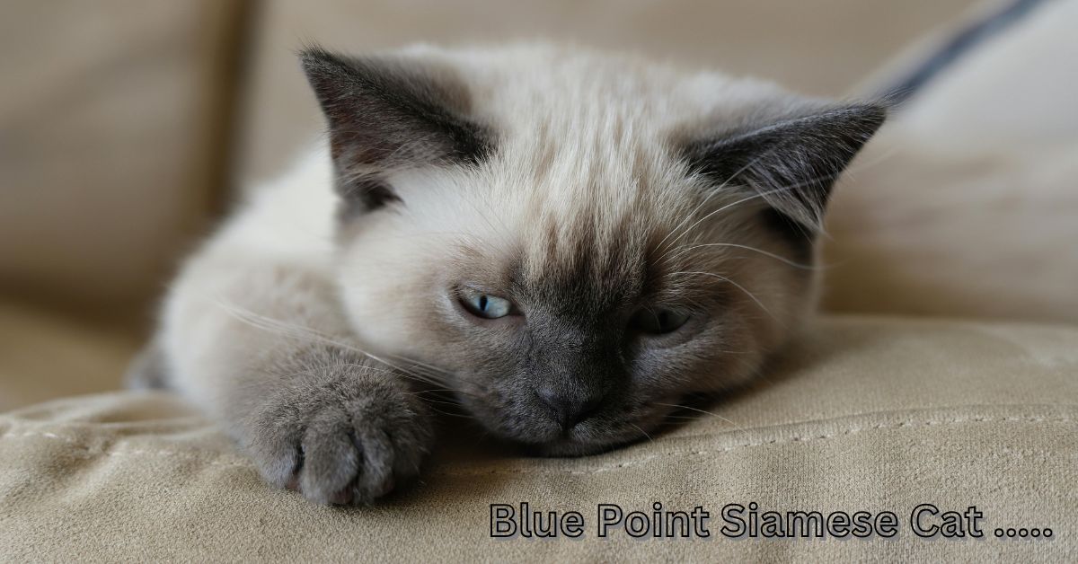 blue point siamese cat