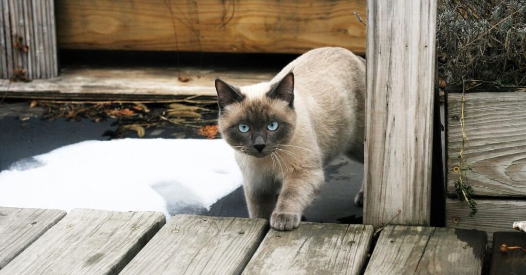 Blue siamese kitten