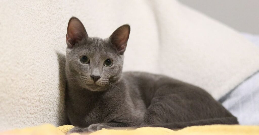 Russian Blue cat