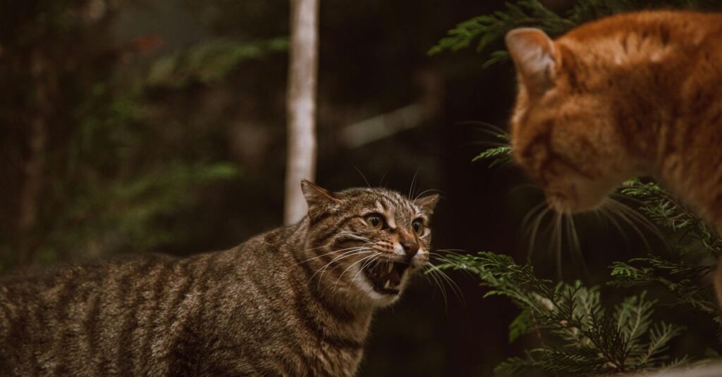 cat hissing at each other