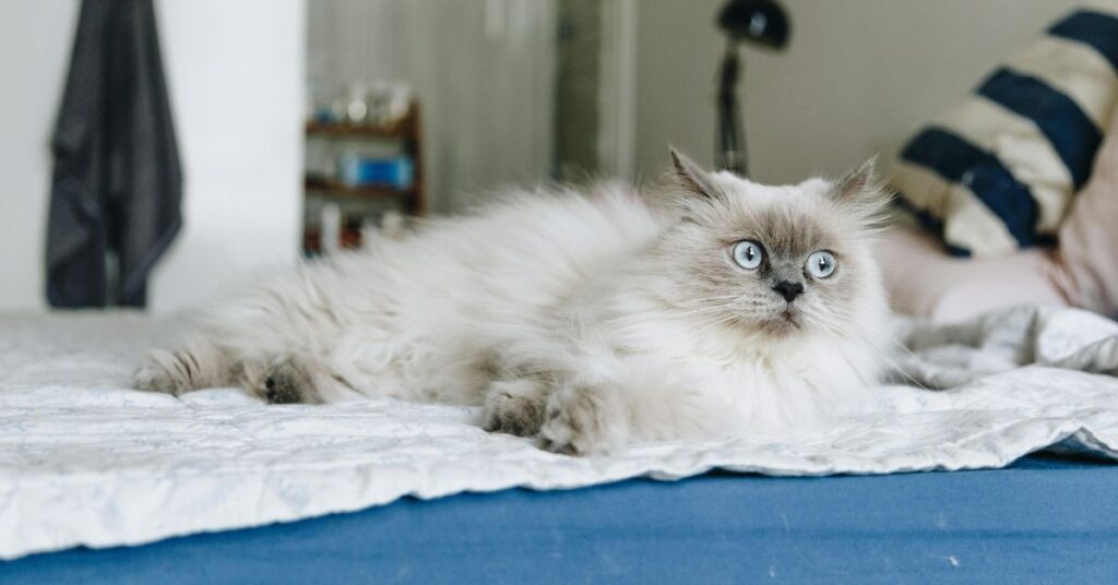 himalayan cat on bed