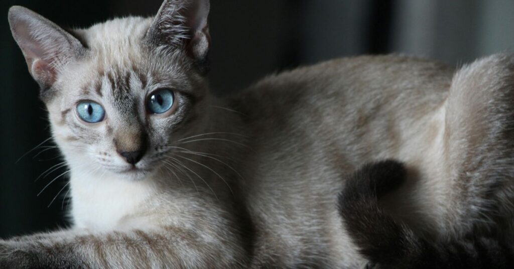 lilac-lynx-point-siamese-cat