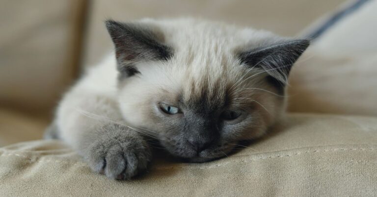 Lilac siamese kitten