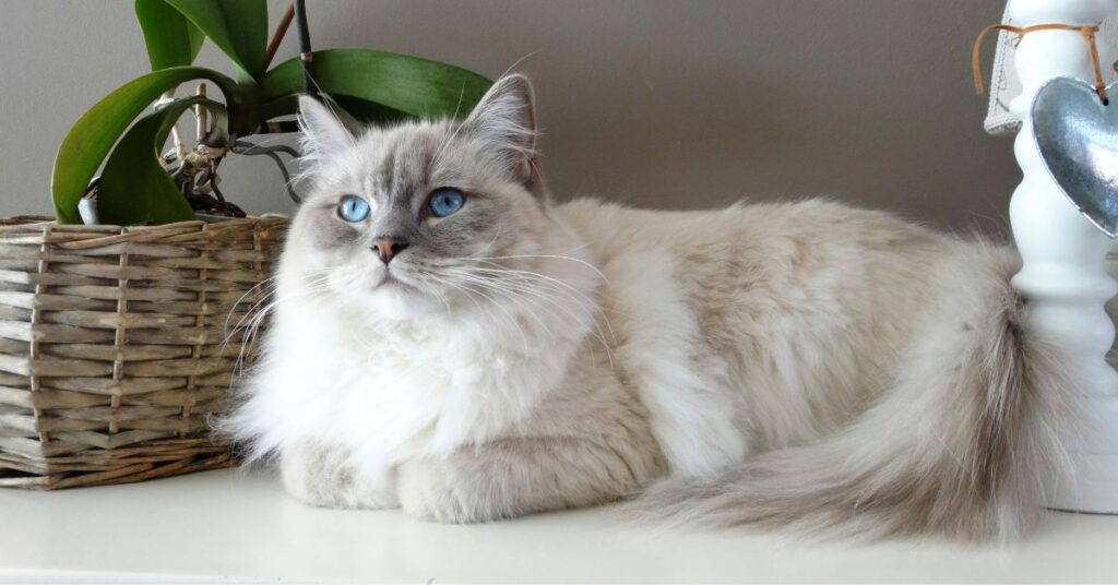 Ragdoll cat