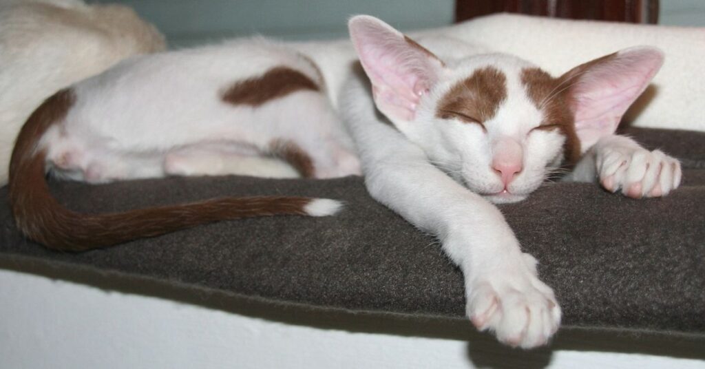 sleeping Oriental Shorthair cat