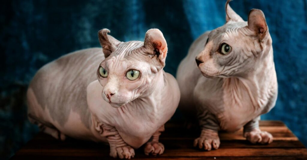 two sphynx cats