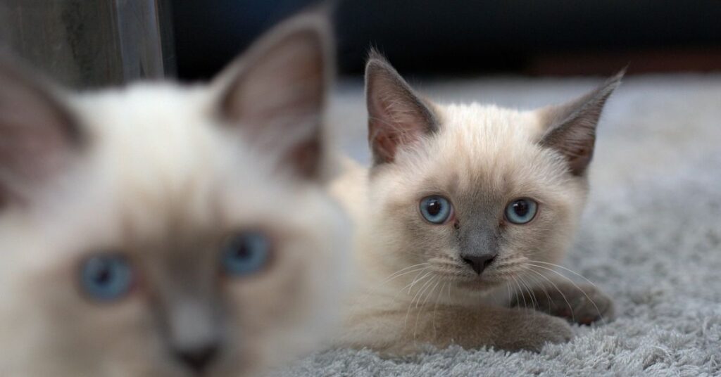 two lilac siamese kitten