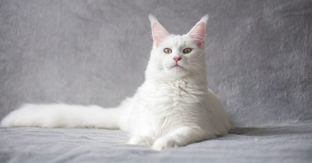 white maine coon cat