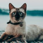 seal point siamese cat price