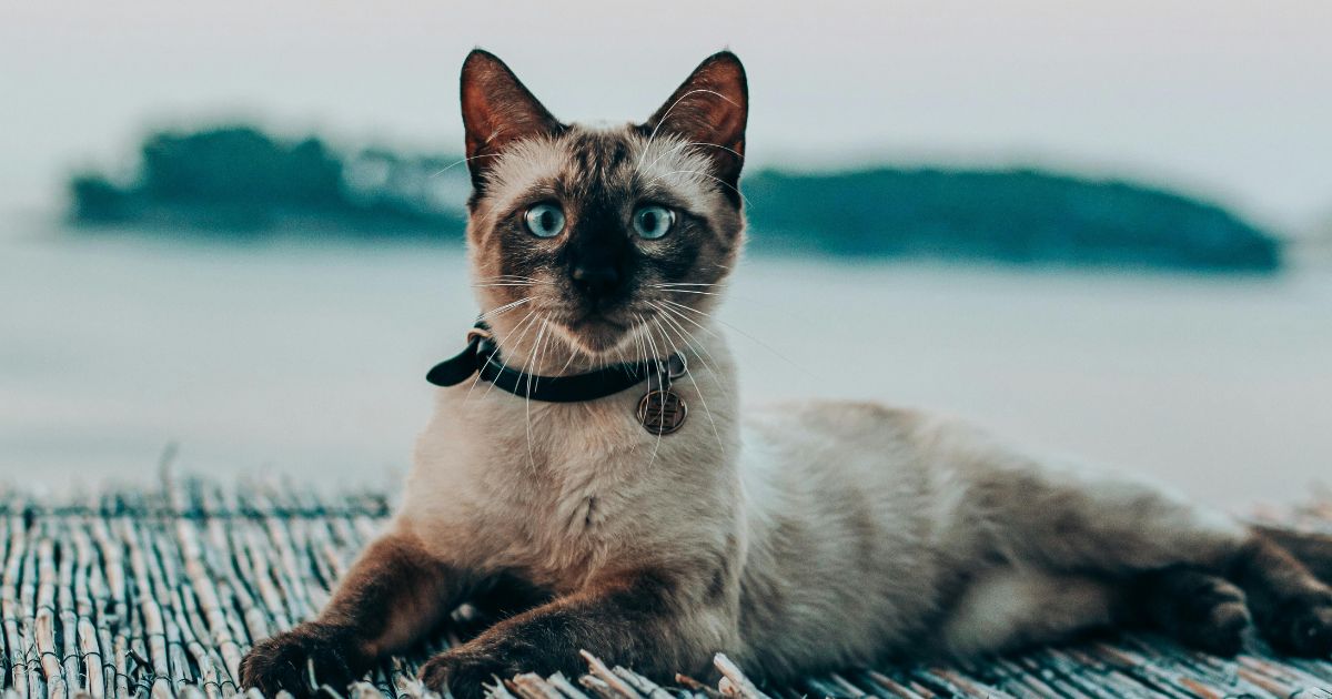 seal point siamese cat price