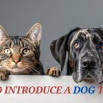 how to introduce a dog to a cat